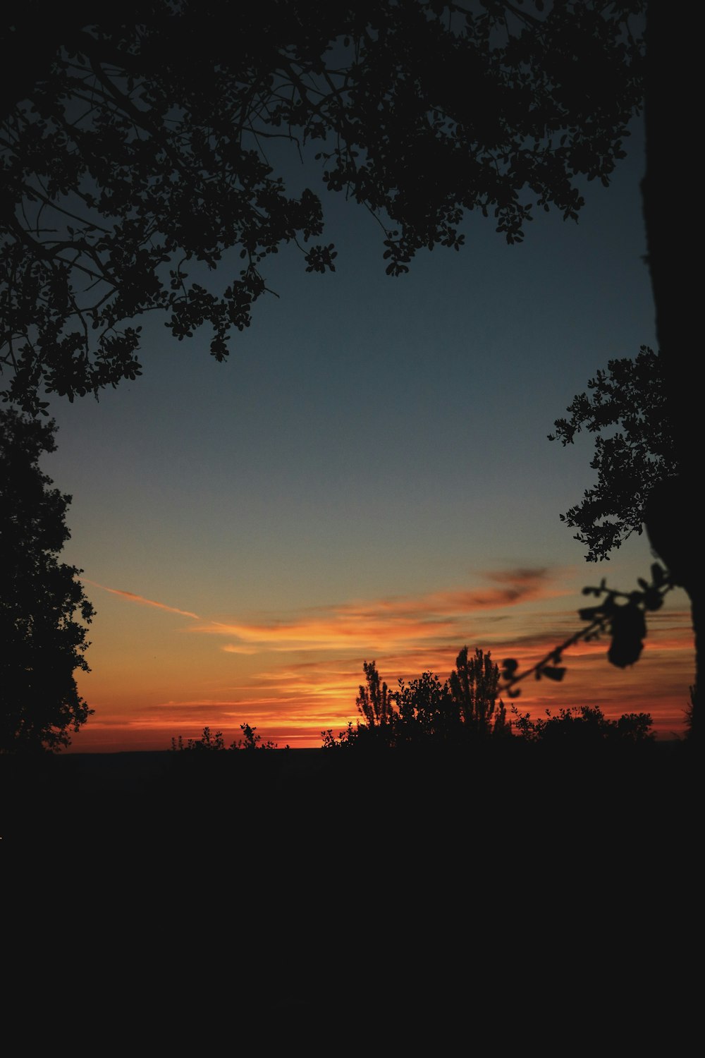 silhouette of trees during sunset