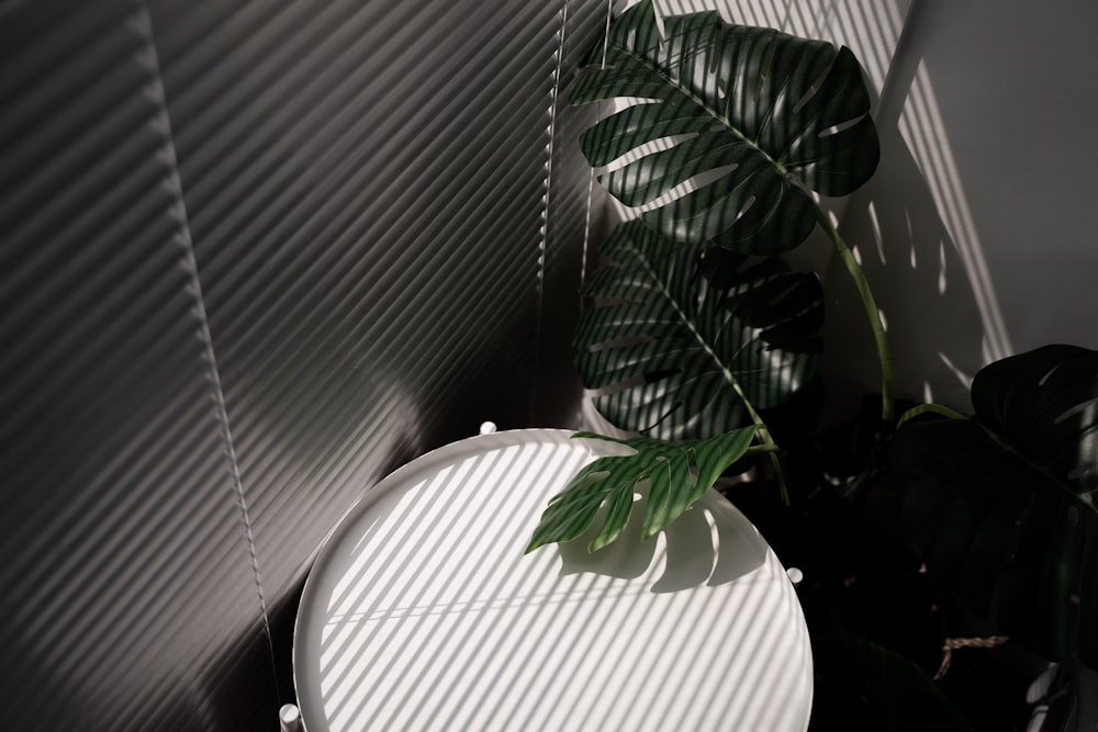 plante verte sur table ronde blanche