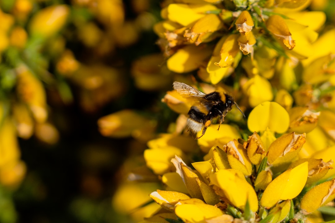 yellow and black bee on yellow flower