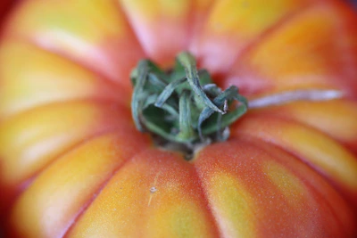 Close-up of a vibrant, ripe tomato on a matte forest green background.