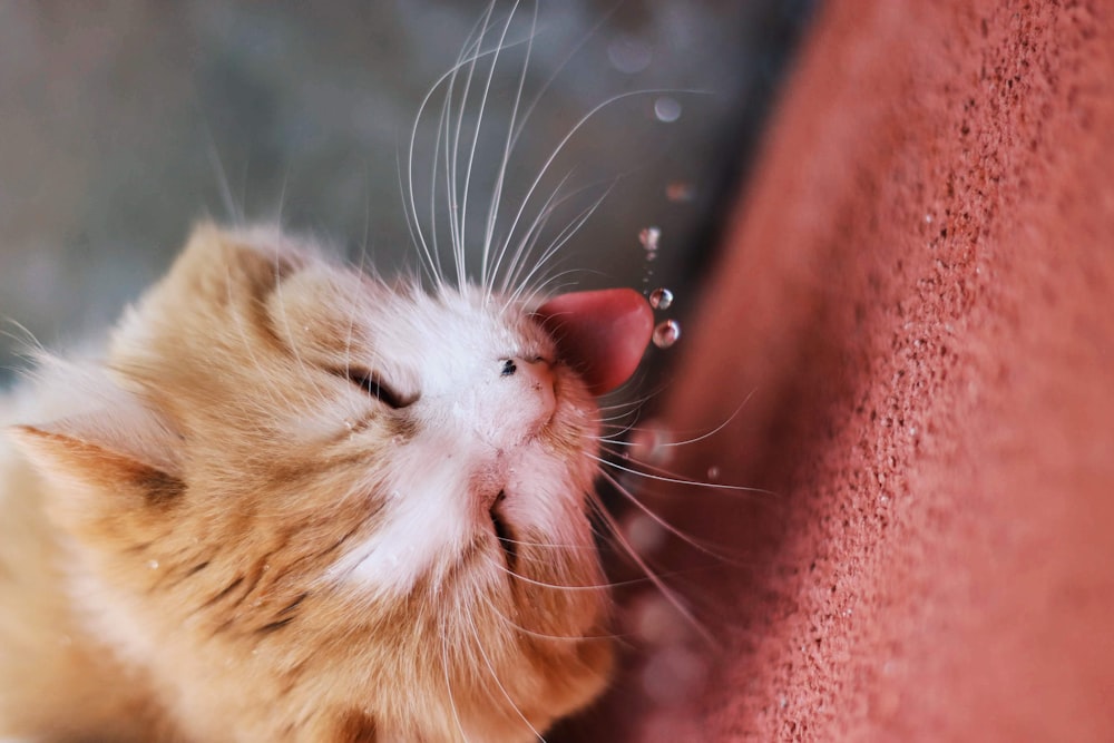 orange tabby cat lying on red textile