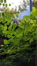 Green leaves and a factory in the background symbolizing environmental consulting.