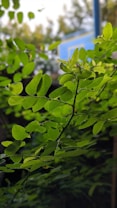 Vibrant green leaves are prominently featured, with a blurred background consisting of more foliage and part of a blue structure, possibly a sign or a board.
