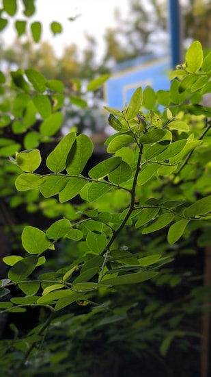 Vibrant green leaves are prominently featured, with a blurred background consisting of more foliage and part of a blue structure, possibly a sign or a board.