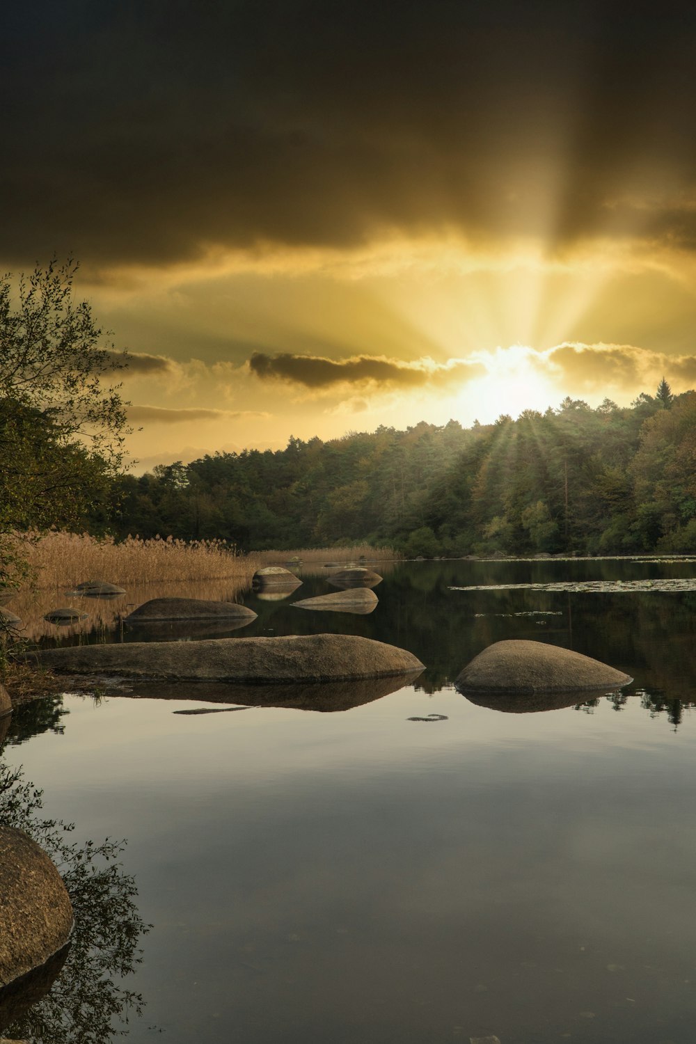 green trees beside river under cloudy sky during daytime