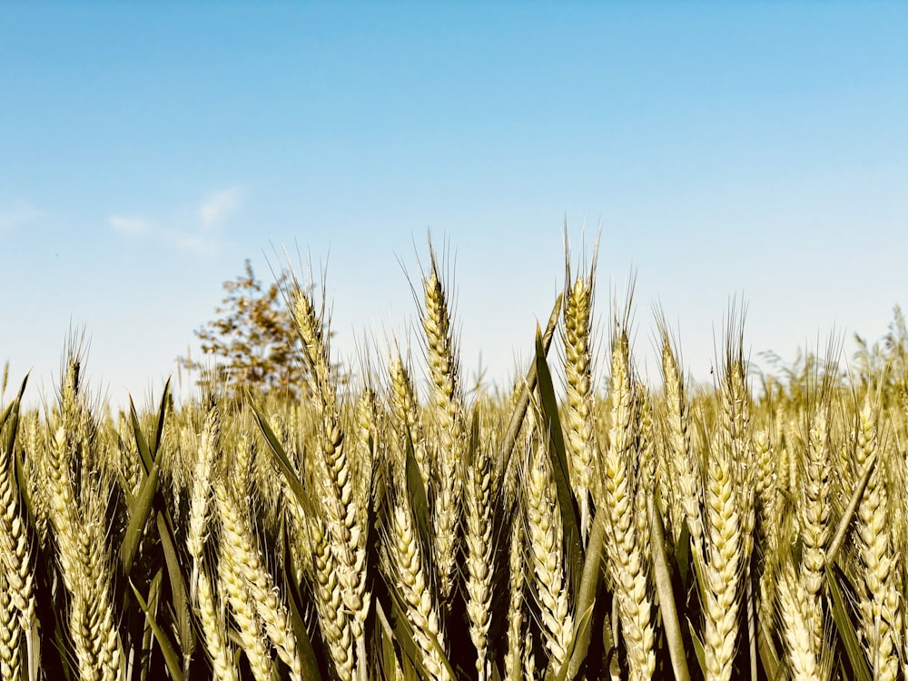 green wheat field under blue sky during daytime