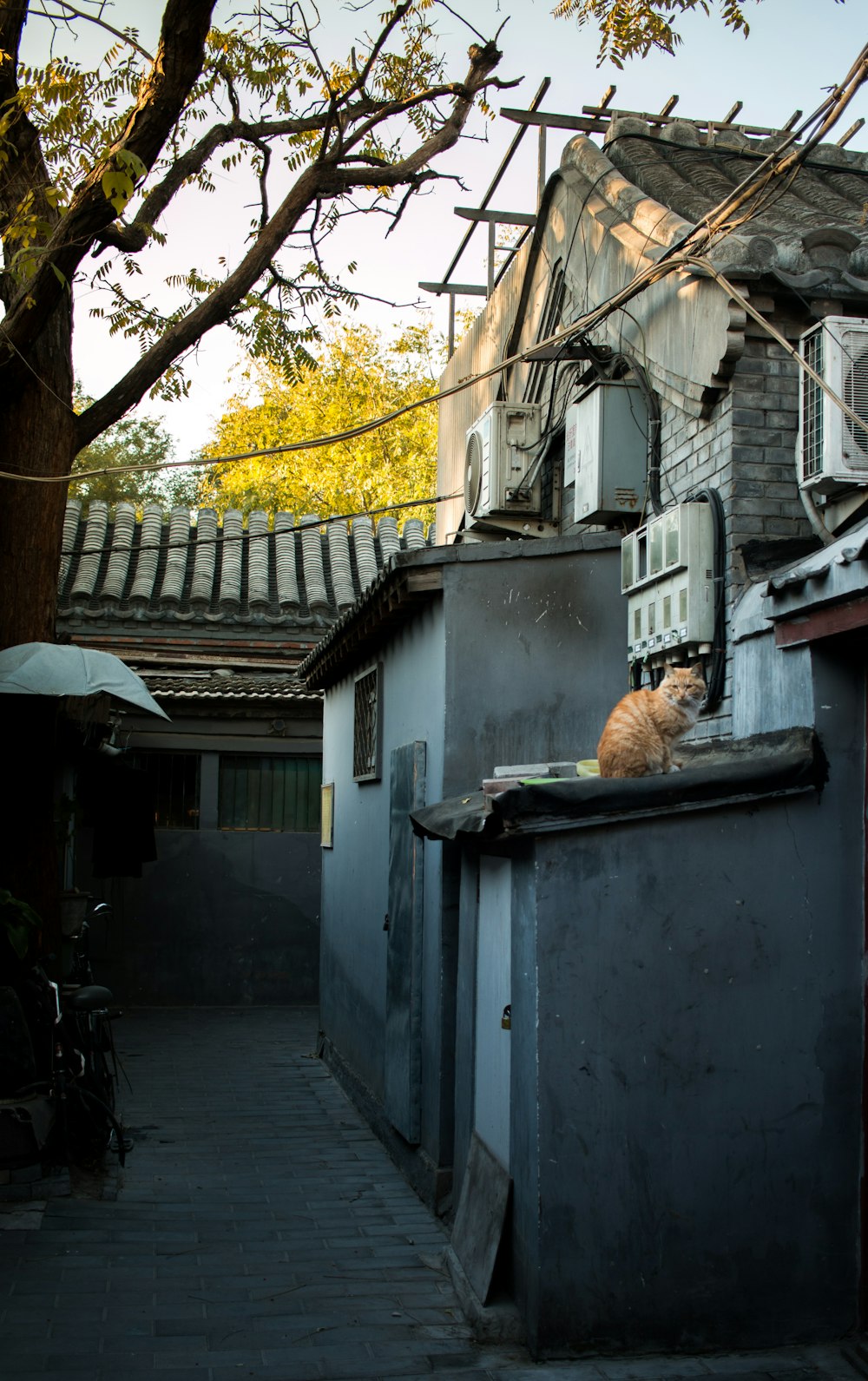brown tabby cat on gray concrete building during daytime