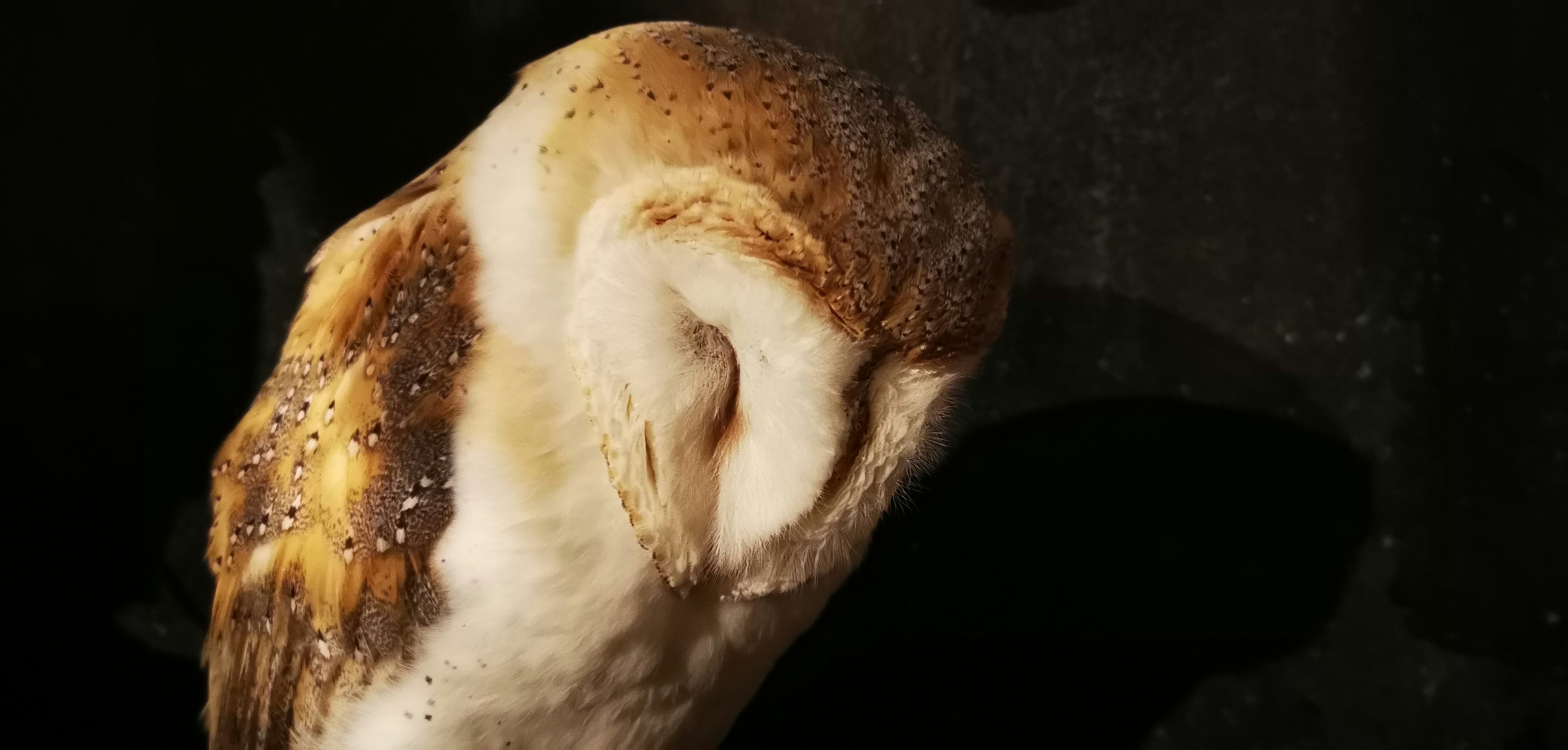 The owl in the Japanese owl Museum