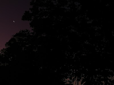 A serene night sky with the moon shining over silhouetted trees.