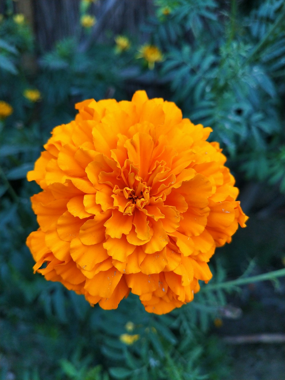 orange flower in tilt shift lens