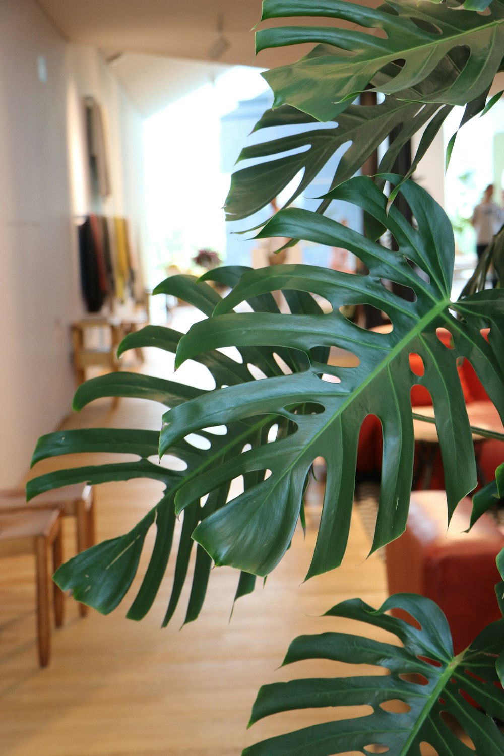 green plant in brown pot