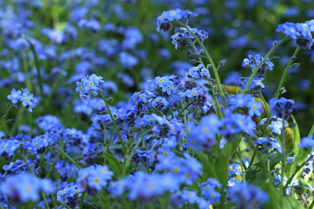 blue flowers with green leaves