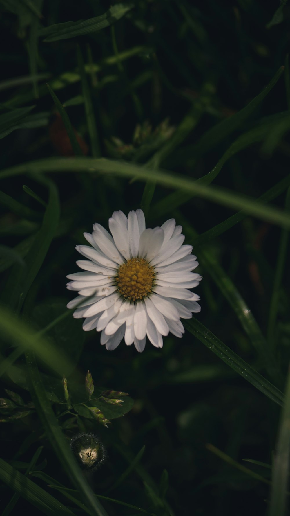 white flower in green leaves