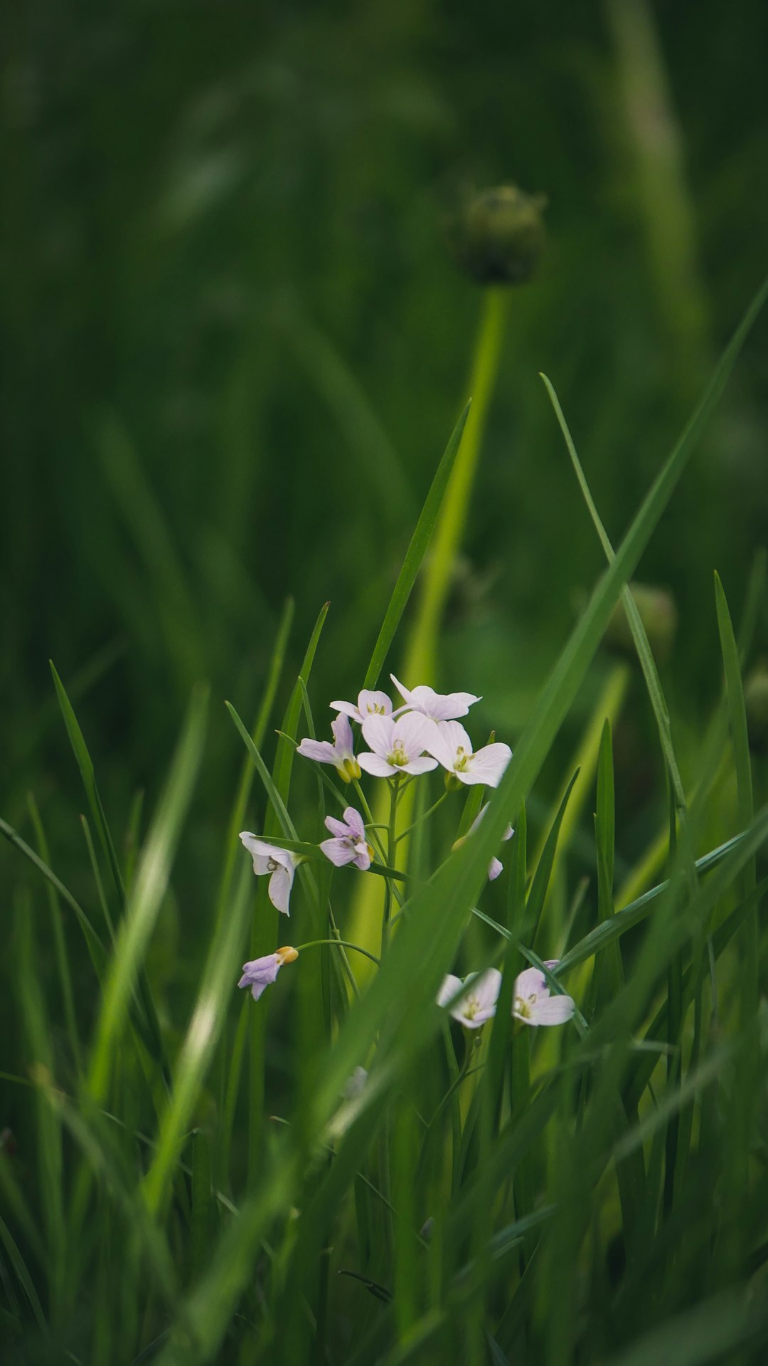 white flowers in green grass field