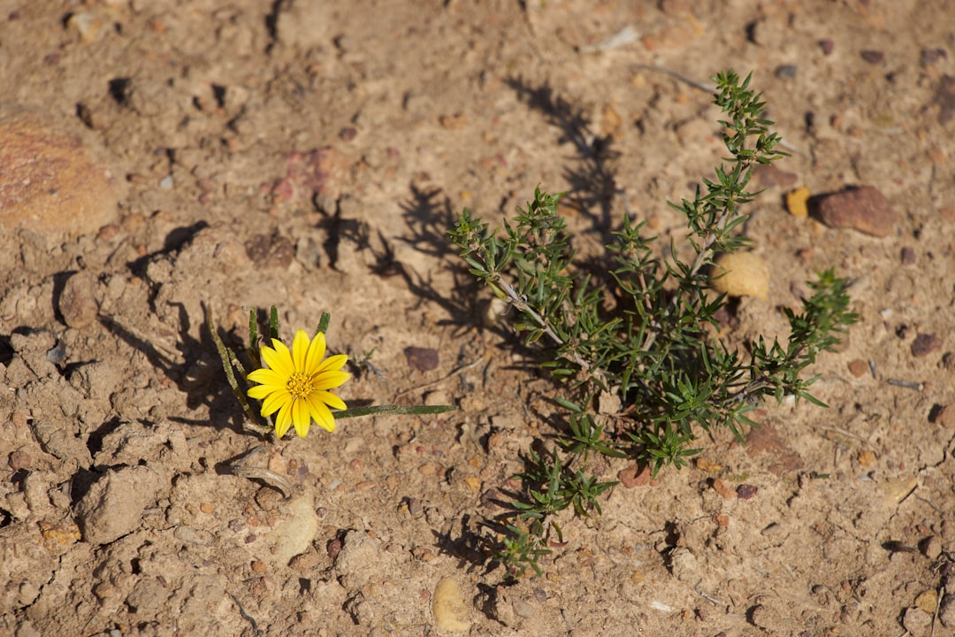 yellow flower on brown soil