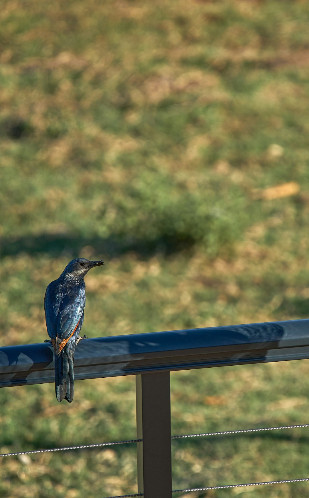 blue and black bird on brown wooden fence during daytime