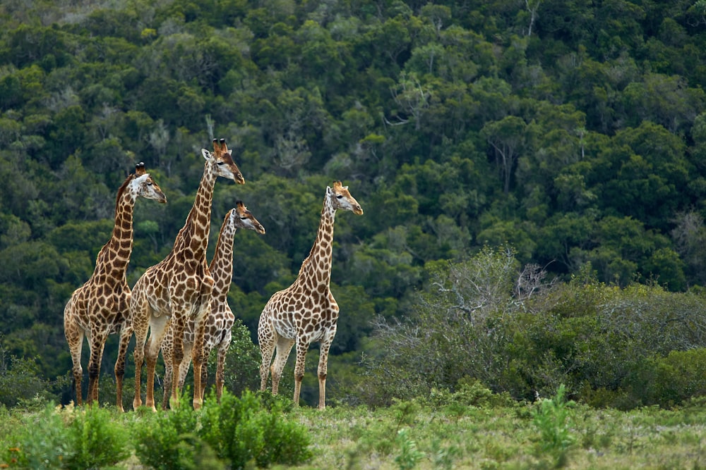 three giraffes on green grass field during daytime