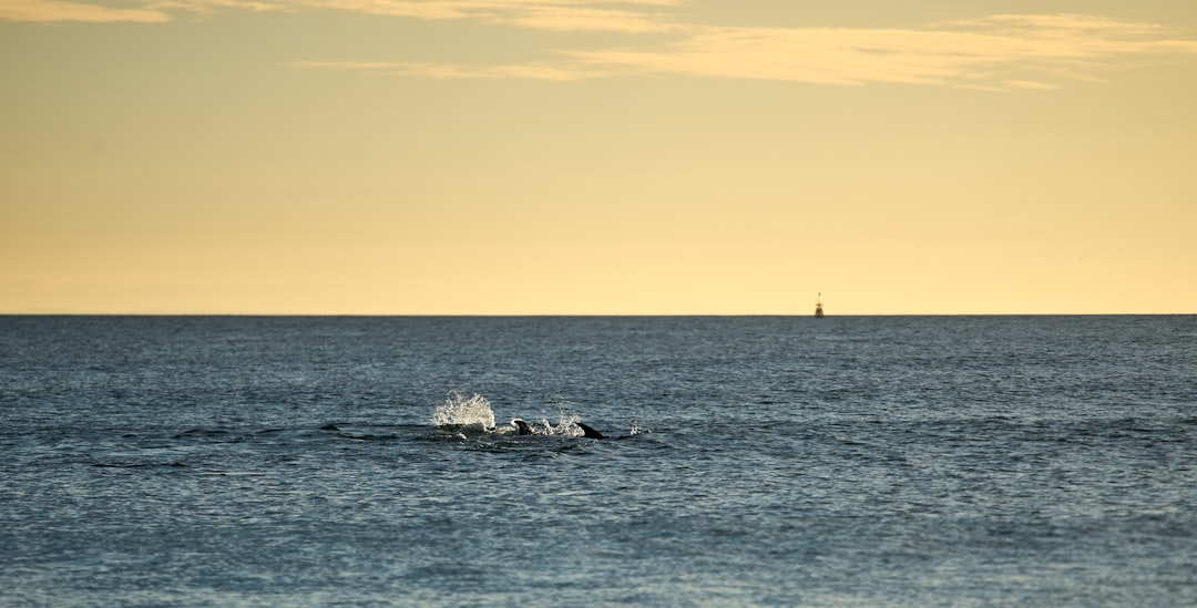 silhouette of person riding on boat during sunset