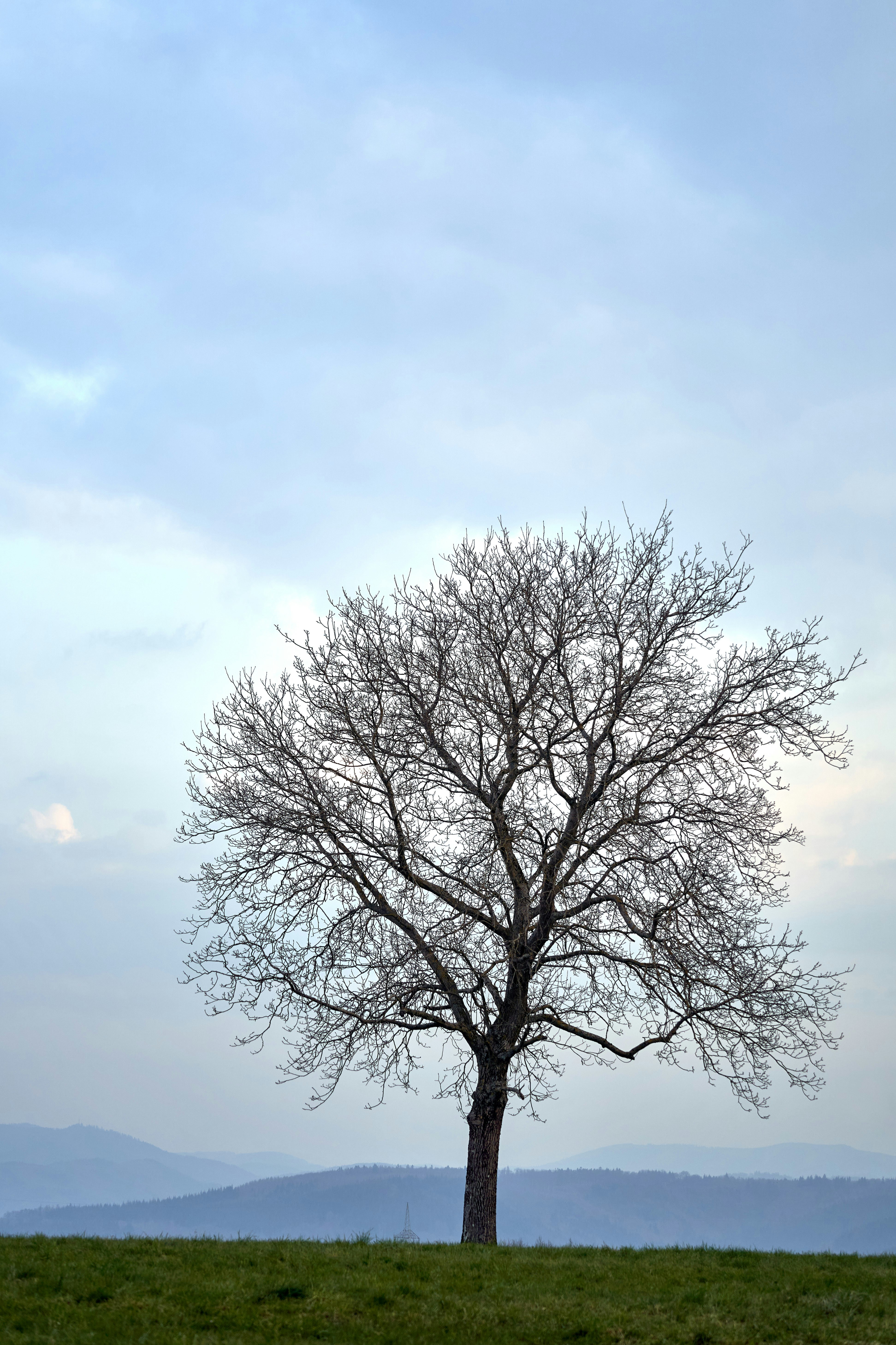 Photo by wolfgang_hasselmann