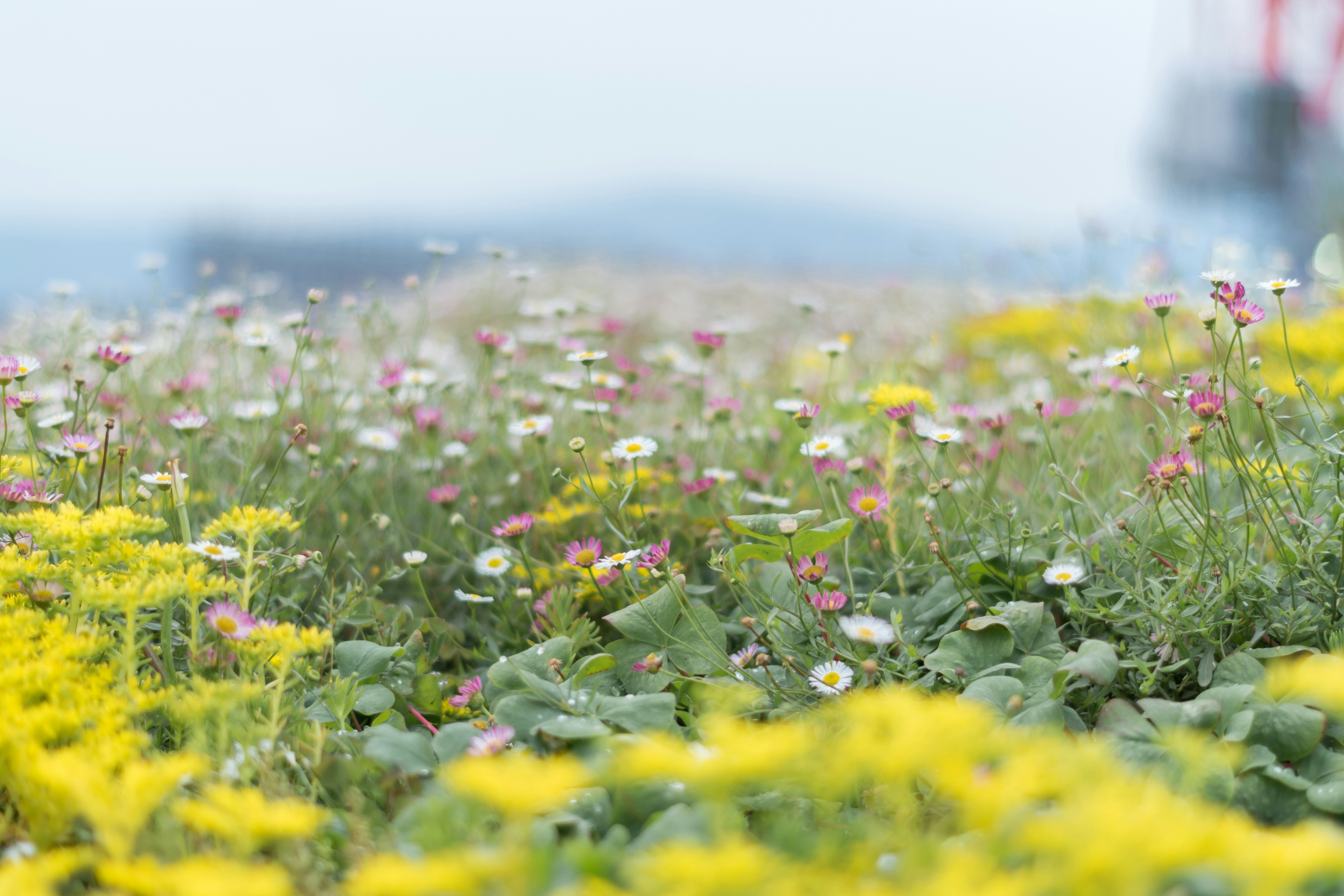 Photo by eikichishutou