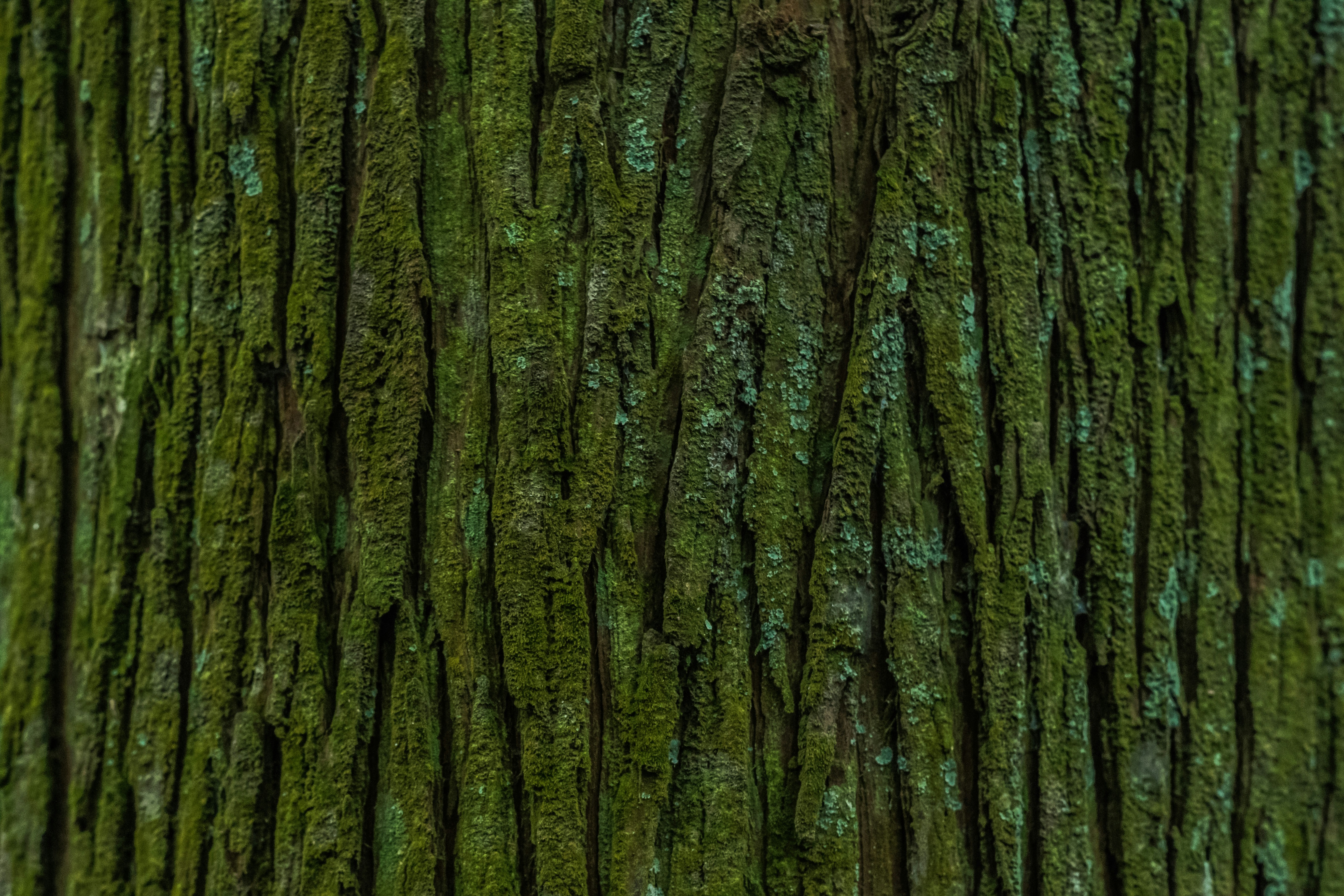 Photo by eikichishutou