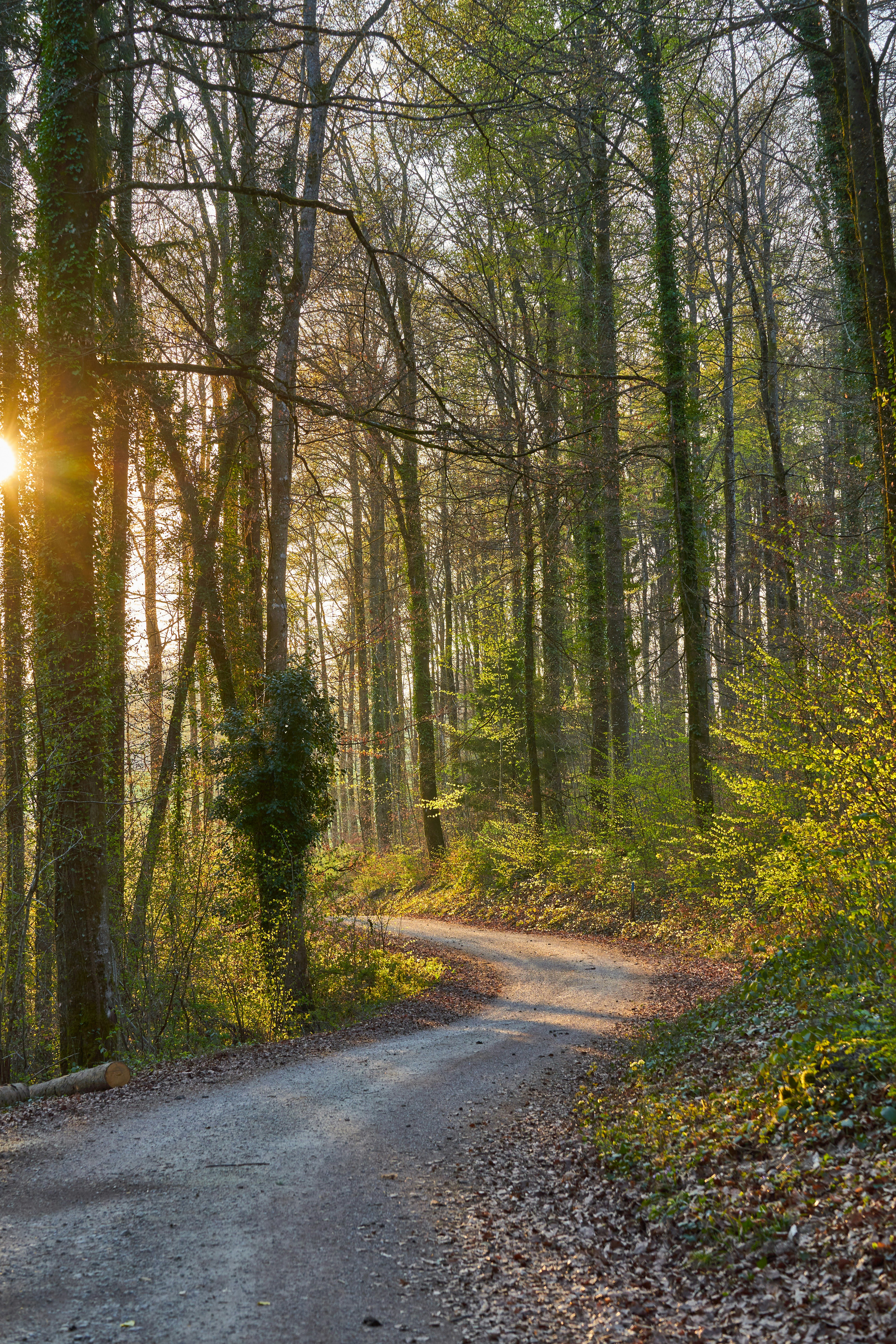 Photo by wolfgang_hasselmann