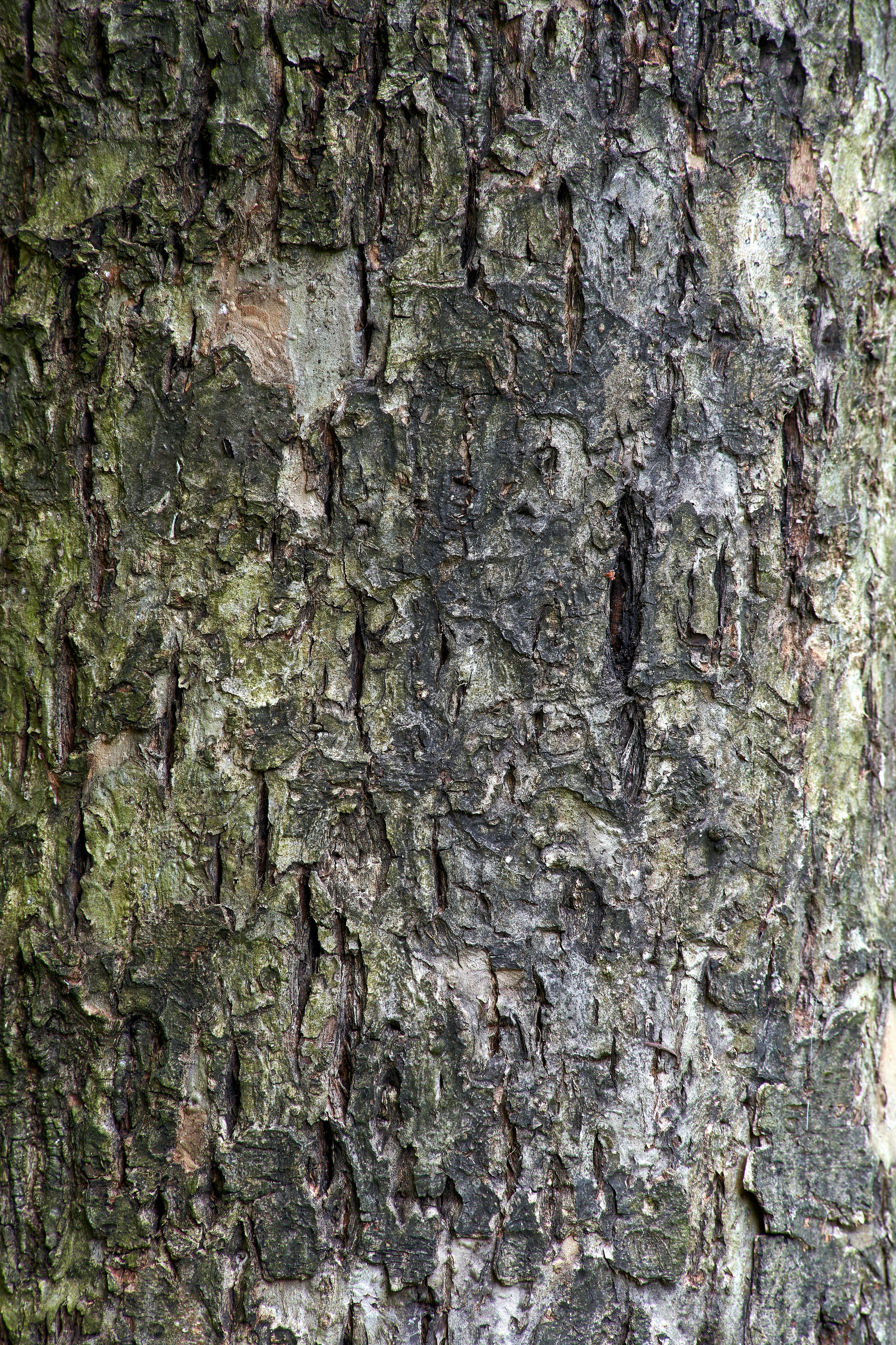 Photo by wolfgang_hasselmann