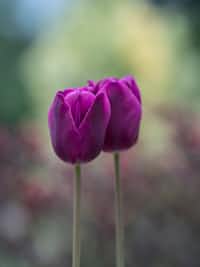 Midnight's tulip tulip stories