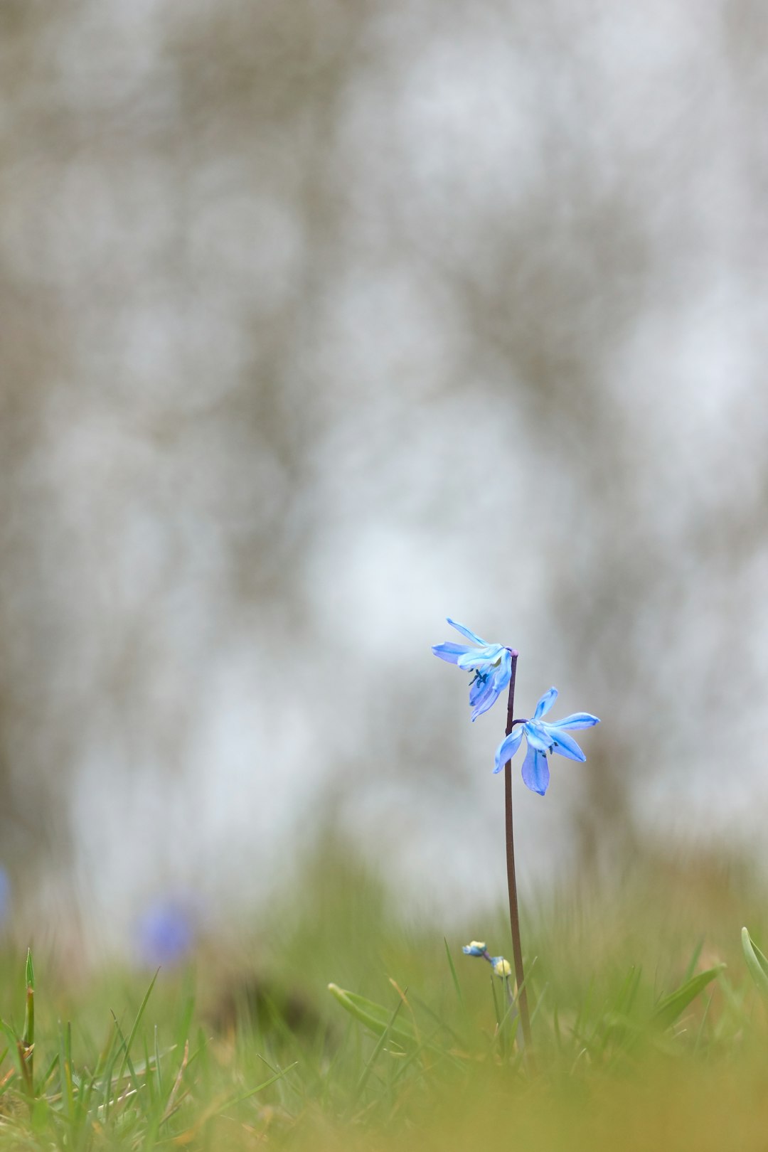 purple flower in green grass field