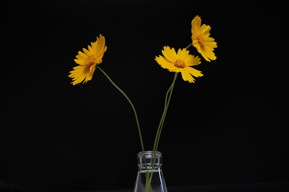 yellow flowers in clear glass vase
