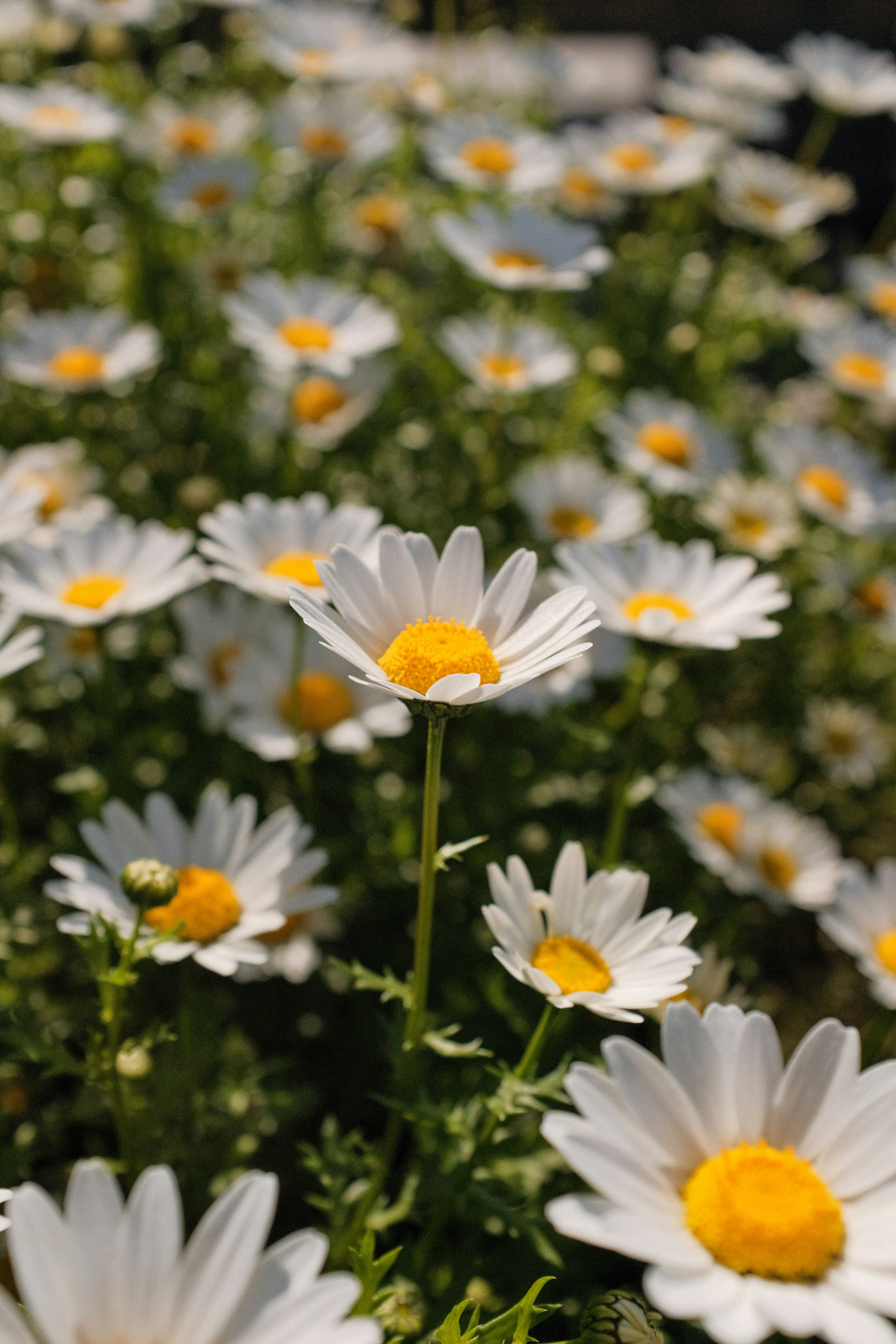 Pink And Yellow Flowers In Tilt Shift Lens Photo Free 愛媛県 日本 Image On Unsplash