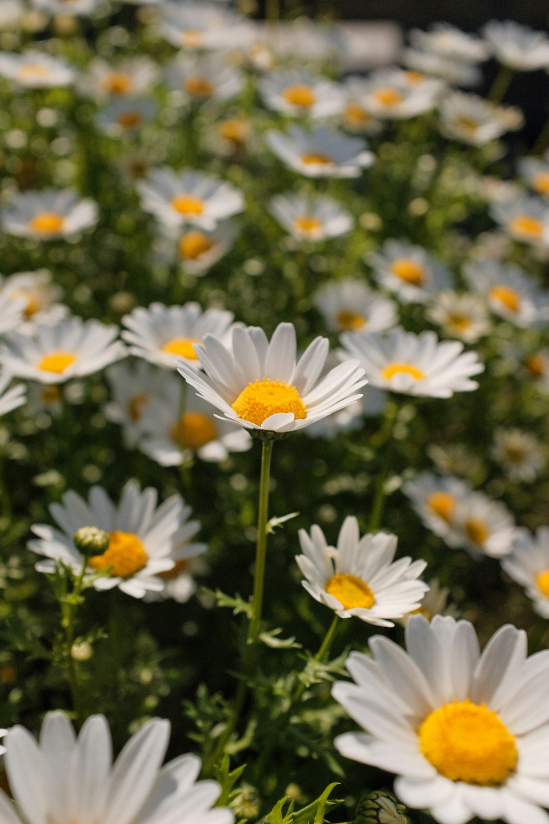 white daisy flowers in bloom during daytime