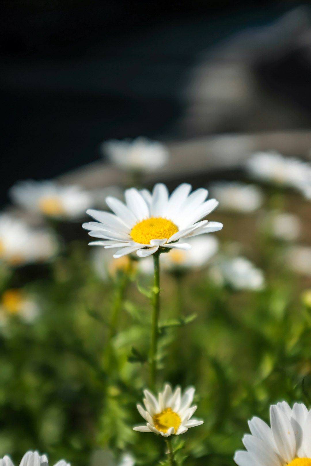 white daisy in bloom during daytime