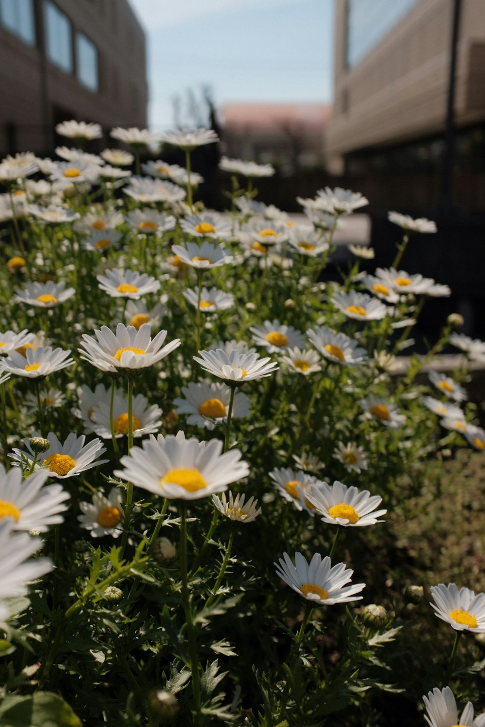 Flores de margaritas blancas y amarillas