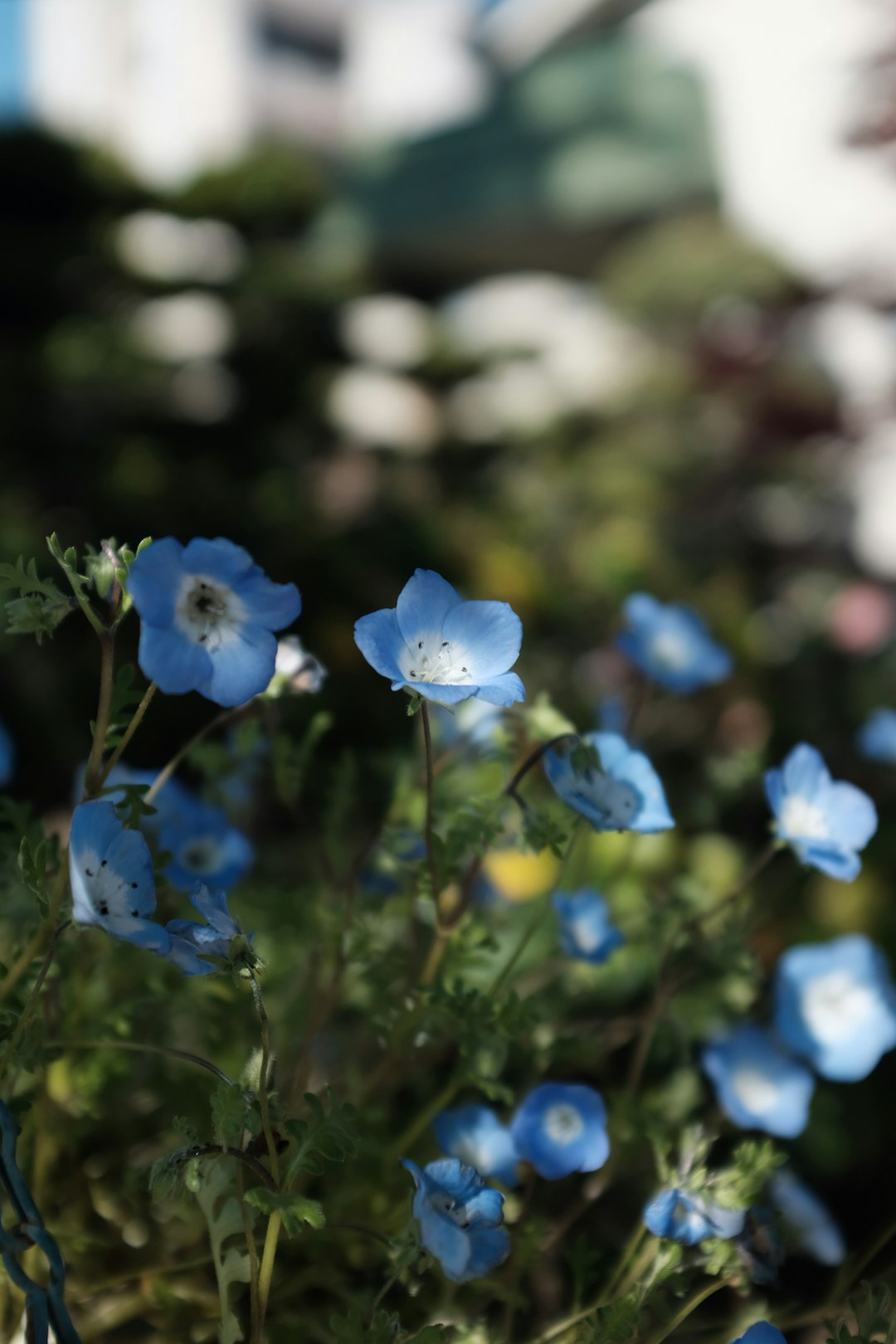 blue flowers in tilt shift lens