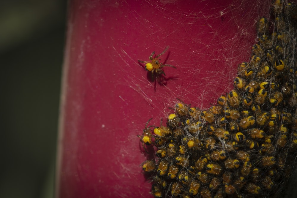 black and yellow bee on red wall