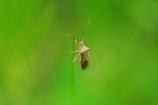 A close-up of an insect resting on a green blade of grass against a blurred green background. The insect has a brown, shield-like body with long antennae.