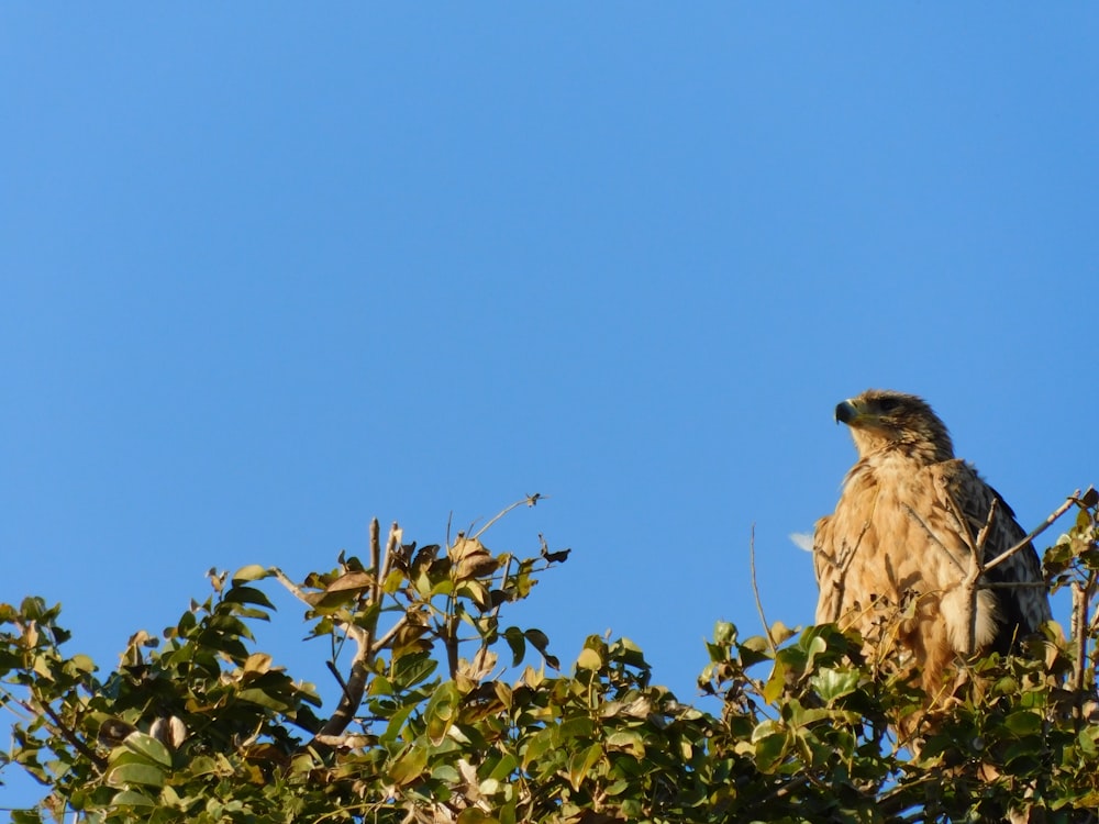 brown bird on green tree during daytime