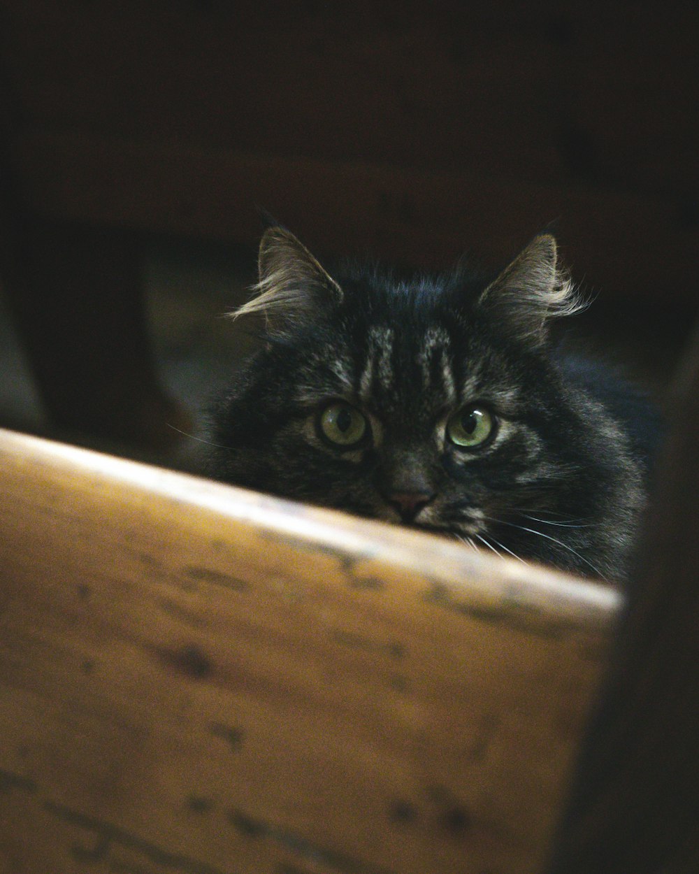 black cat on brown wooden table