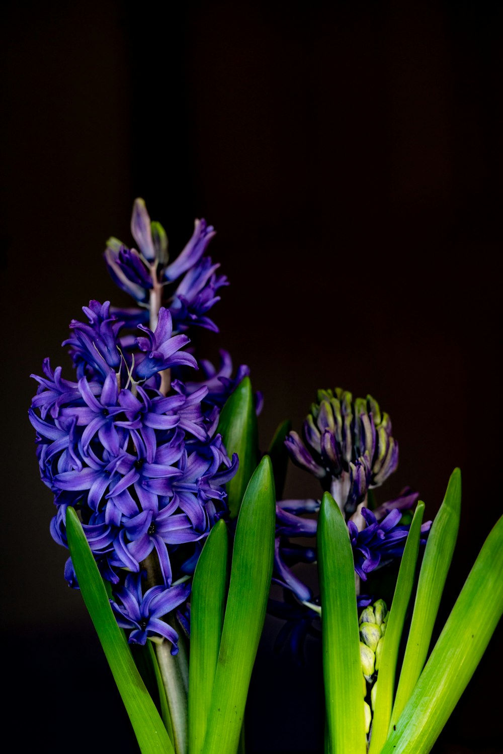 flor roxa na fotografia de perto