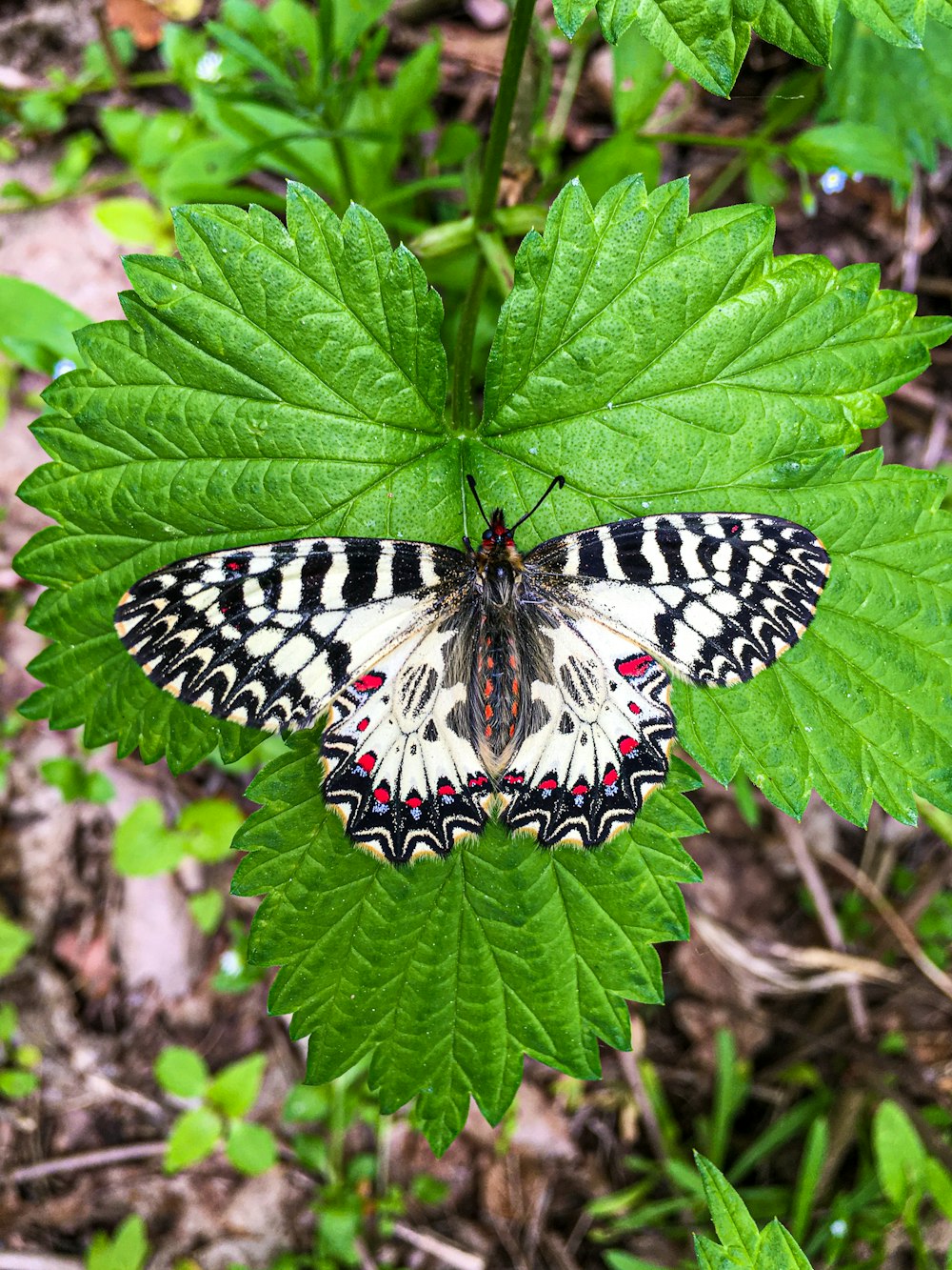 borboleta preta e branca na folha verde