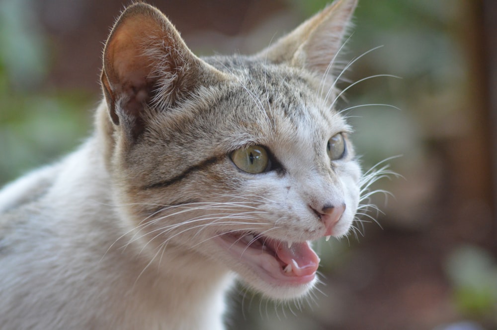 white and brown tabby cat