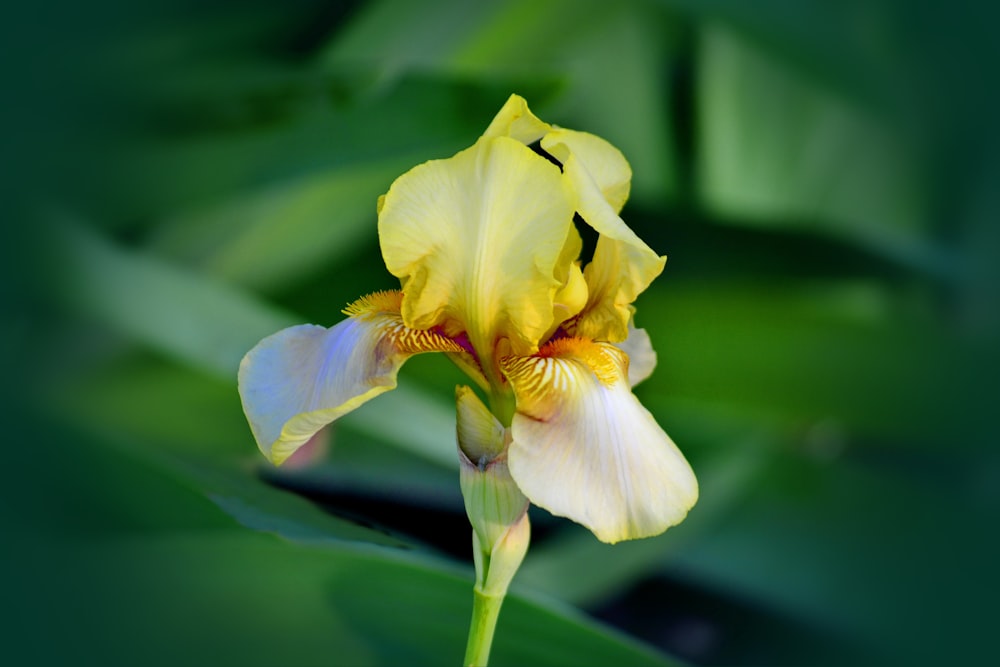 yellow flower in tilt shift lens