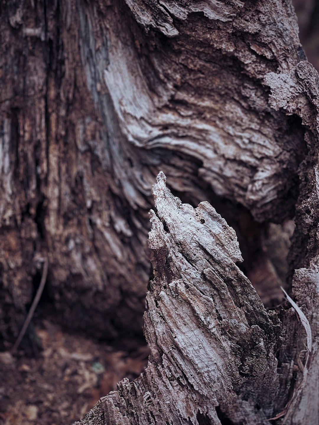 brown and white tree trunk