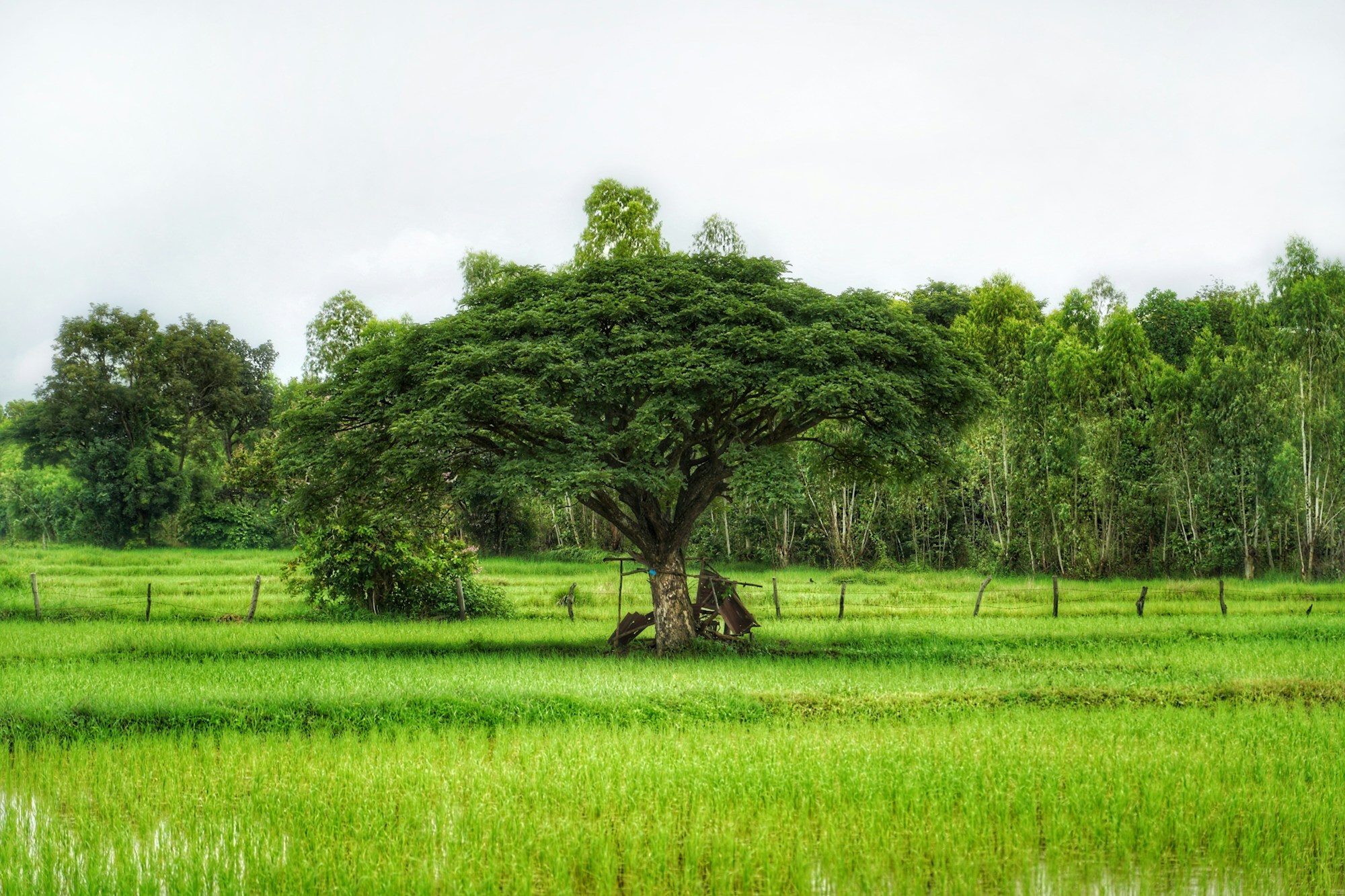 Exploring Udon Thani: Local Cuisine, Restaurants, and Recipes