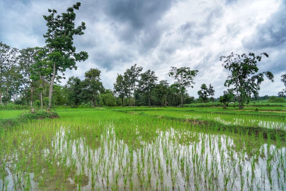 green grass field near green trees under cloudy sky during daytime