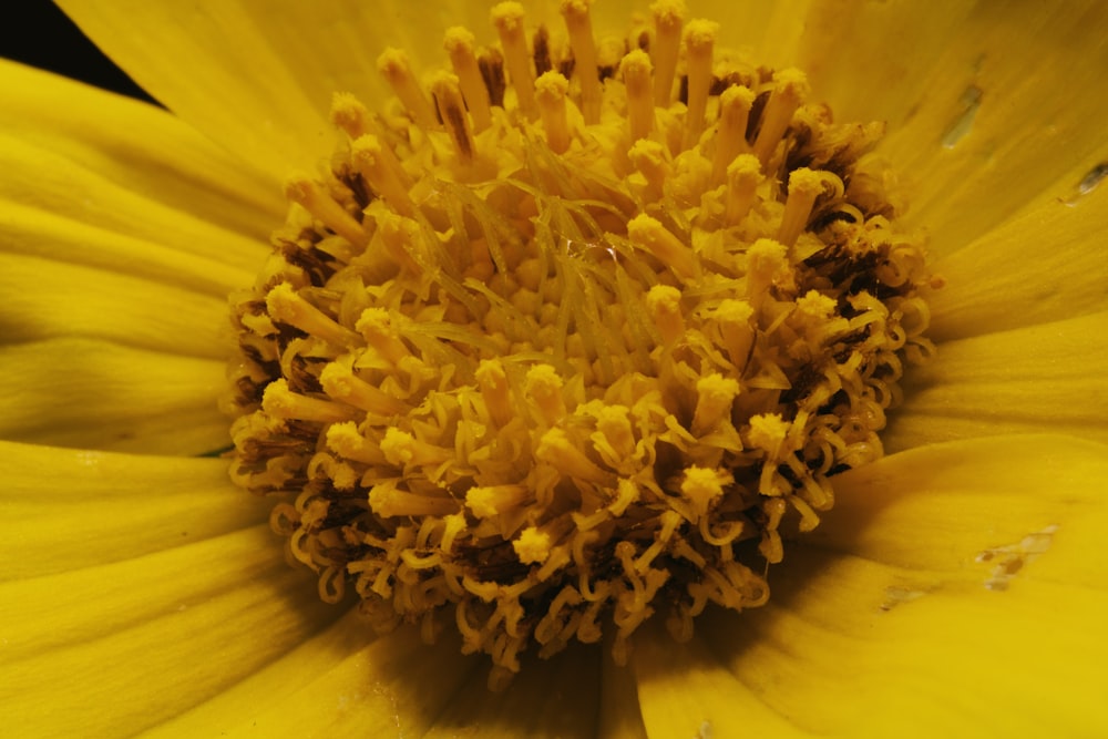 yellow flower in macro shot