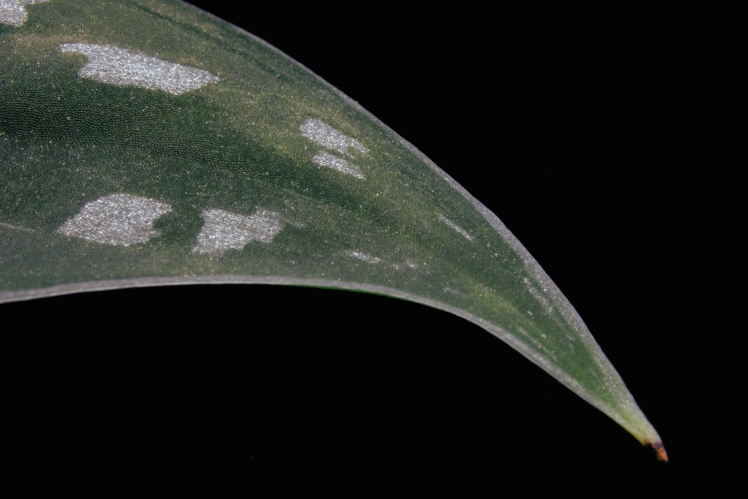 green and white leaf with white background