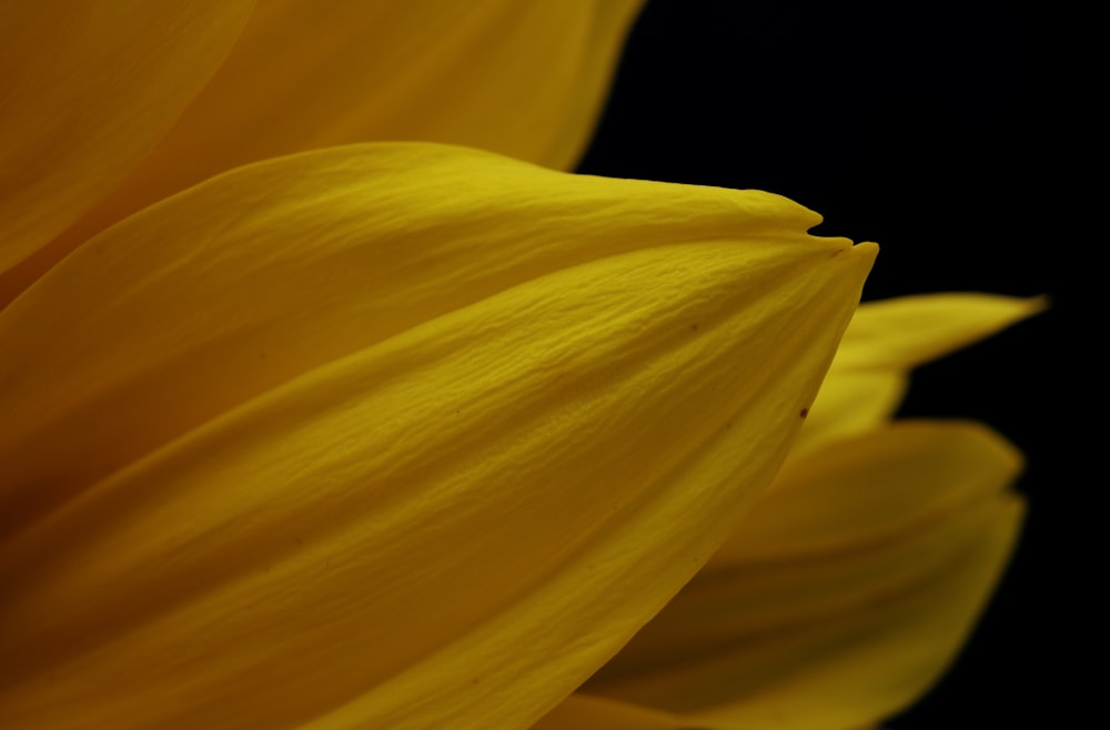 yellow flower in black background