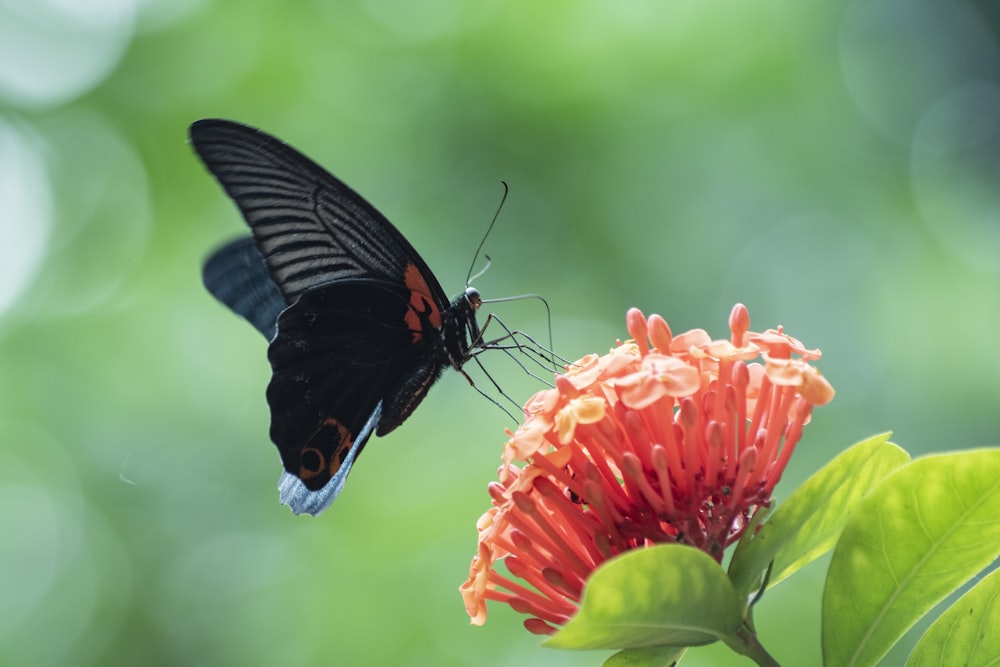 borboleta preta e vermelha na flor vermelha